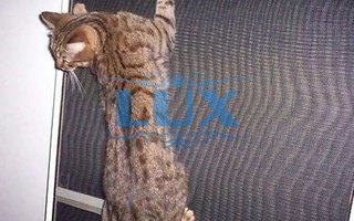 металлическая сетка антикошка - фото № 14
